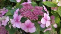 Star Hydrangea - Hortensia flowers - Pink and Mauve