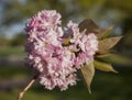 A bunch of pink flowers - March in London.