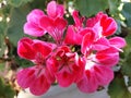 A bunch of Pink geranium Royalty Free Stock Photo