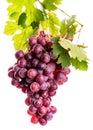 Bunch of pink grapes with green leaves on a white background. isolate Royalty Free Stock Photo