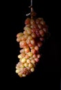 A bunch of pink grapes hanging from a rope Royalty Free Stock Photo