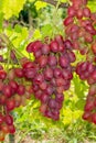 Bunch of pink grapes on the vine and green leaves close-up. Industrial Grape Garden Royalty Free Stock Photo