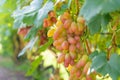 Bunch of pink grapes on the vine and green leaves close-up. Industrial Grape Garden Royalty Free Stock Photo