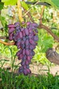 Bunch of pink grapes on the vine and green leaves close-up. Industrial Grape Garden Royalty Free Stock Photo