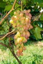 Bunch of pink grapes on the vine and green leaves close-up. Industrial Grape Garden Royalty Free Stock Photo