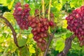 Bunch of pink grapes on the vine and green leaves close-up. Industrial Grape Garden Royalty Free Stock Photo