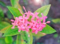 Pink ixora flower with green leaf Royalty Free Stock Photo