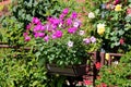 Bunch of pink and light violet Petunia flowers planted in flower pot on side of metal fence surrounded with densely planted Royalty Free Stock Photo