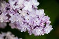 Bunch of pink lilac flower Royalty Free Stock Photo