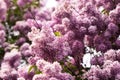 Bunch of pink lilac flower Royalty Free Stock Photo