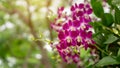 Bunch of pink petals Dendrobium hybrid orchid blooming under green leafs tree on blurry background Royalty Free Stock Photo