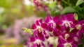 Bunch of pink petals Dendrobium hybrid orchid blossom under green leafs tree on blurry background Royalty Free Stock Photo