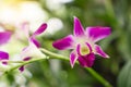 Bunch of pink petals Dendrobium hybrid orchid under green leafs tree on blurry background