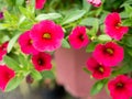 Bunch of Pink Petunia Flowers Hanging Royalty Free Stock Photo