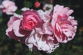 bunch of pink rose flower heads in full bloom in the summer garden