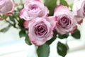 Bunch of pink roses with copy space Royalty Free Stock Photo