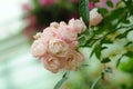Bunch pink roses in soft blur background Royalty Free Stock Photo