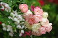 Bunch pink roses in soft blur background Royalty Free Stock Photo