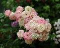 Bunch pink roses in soft blur background Royalty Free Stock Photo