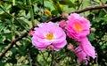 A bunch of pink shrub roses in closed up