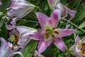 Bunch of Pink Stargazer Lily Royalty Free Stock Photo