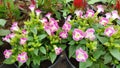 A bunch of pink torenia flowers planted in pots Royalty Free Stock Photo