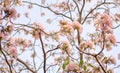 Bunch of Pink Trumpet shrub flowering tree blossom in spring on green leaves branches and twig, under clouds and blue sky