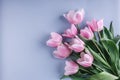 Bunch of pink tulip flowers on blue background. Waiting for spring. Happy Easter card. Royalty Free Stock Photo