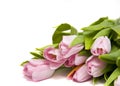 Pink tulipes Royalty Free Stock Photo