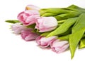 Pink tulipes Royalty Free Stock Photo