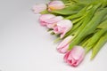 Pink tulipes Royalty Free Stock Photo