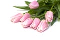Bunch of pink tulips against white background. Shallow DOF.