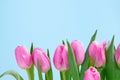 bunch of pink tulips on blue background bottom border