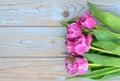 Bunch of pink tulips on a blue grey knotted old wooden background with empty space layout Royalty Free Stock Photo