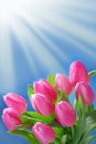 Bunch of pink tulips in the corner of blue background Royalty Free Stock Photo