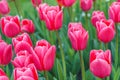 Bunch of pink tulips Debutante flowers with green leaves blooming in meadow, park flowerbed outdoor Royalty Free Stock Photo