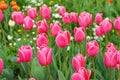 Bunch of pink tulips Debutante flowers with green leaves blooming in meadow, park flowerbed outdoor Royalty Free Stock Photo