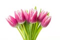 Bunch of pink tulips with water drops isolated on white background Royalty Free Stock Photo