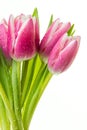 Bunch of pink tulips with water drops isolated on white background Royalty Free Stock Photo