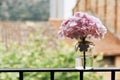 Bunch of pink vervain flowers in a crystal vase Royalty Free Stock Photo