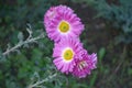 Bunch of pink and white flowers of semidouble Chrysanthemums Royalty Free Stock Photo