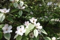 Bunch of pinkish white flowers of quince in May