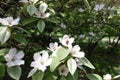 Bunch of pinkish white flowers of quince in May Royalty Free Stock Photo