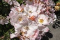 Bunch of pInkish white wild roses in full bloom in rose garden - selective focus Royalty Free Stock Photo