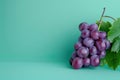 bunch of plump purple grapes with green leaves attached to stem Royalty Free Stock Photo