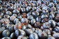 A bunch of plums Royalty Free Stock Photo