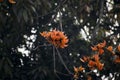 Bunch of Polash or palash or bastard teak flower on a tree with dry branches