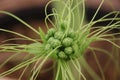 Bunch of Polynesian arrowroot\'s young flowers.