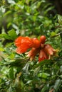 Bunch of Pomegranate flowers (Delum flower)