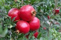 Bunch of pomegranate fruit on tree